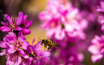 What are the Best Flowers for Attracting Bees to my Garden?