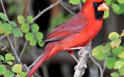 Ruby The Northern Red Cardinal